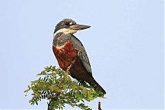 Ringed Kingfisher